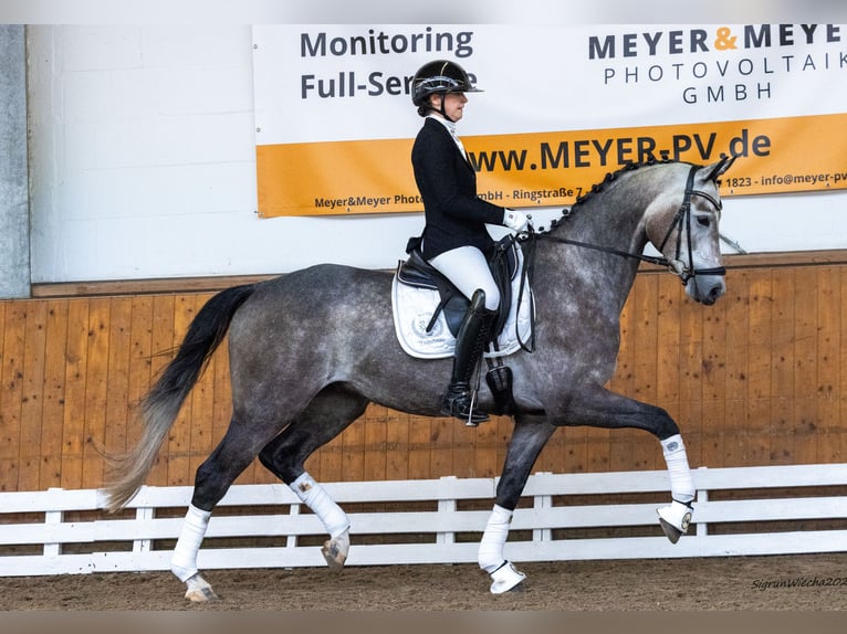 Trakehner Caballo castrado 5 años 167 cm Tordo in Schlieckau