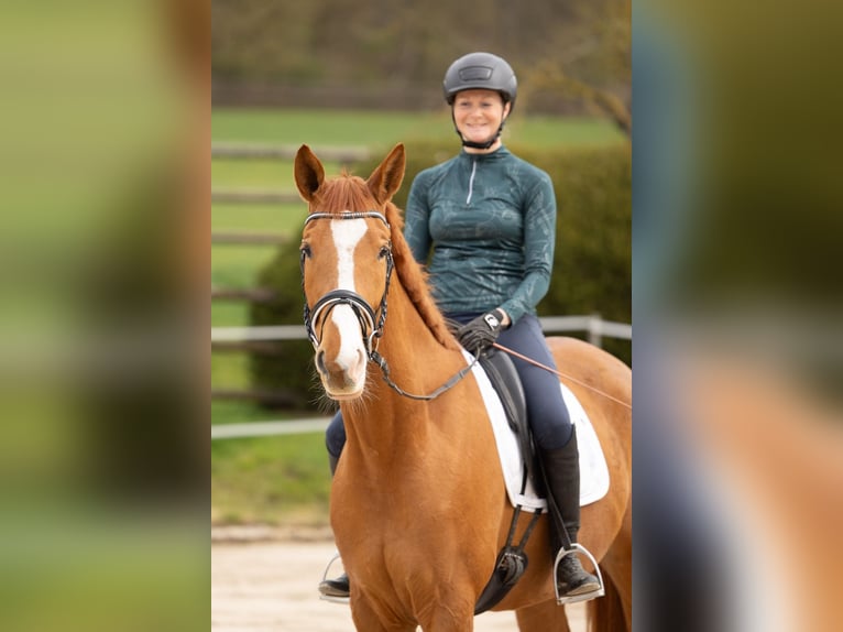 Trakehner Caballo castrado 5 años 168 cm Alazán in Heidekrug