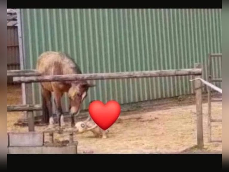 Trakehner Caballo castrado 5 años 168 cm Castaño in Dinslaken