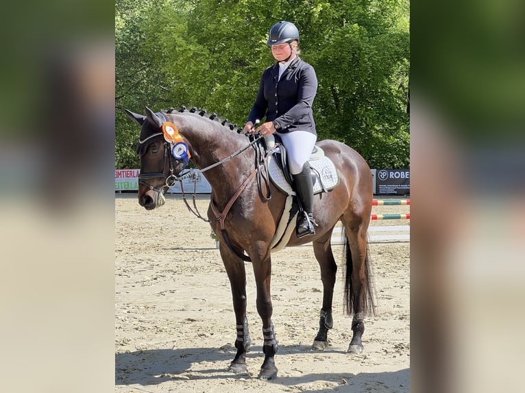 Trakehner Caballo castrado 5 años 168 cm Morcillo in Metzingen