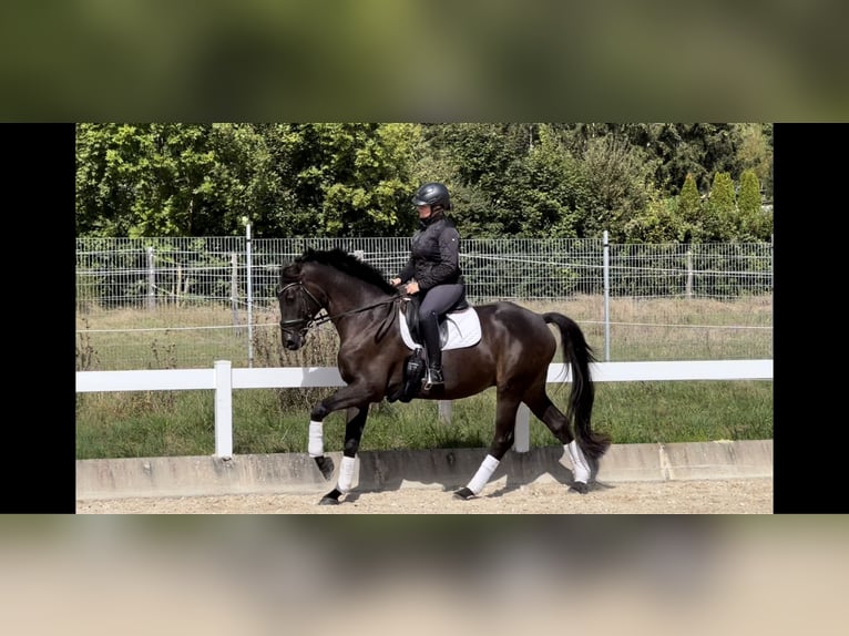 Trakehner Caballo castrado 5 años 168 cm Morcillo in Metzingen