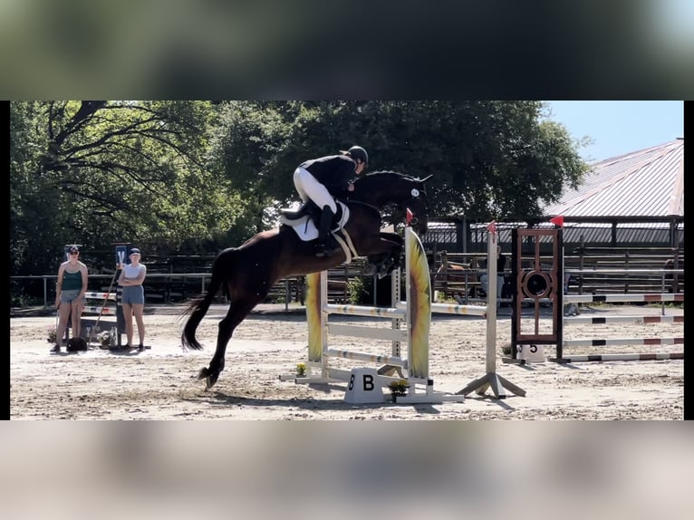 Trakehner Caballo castrado 5 años 168 cm Morcillo in Metzingen