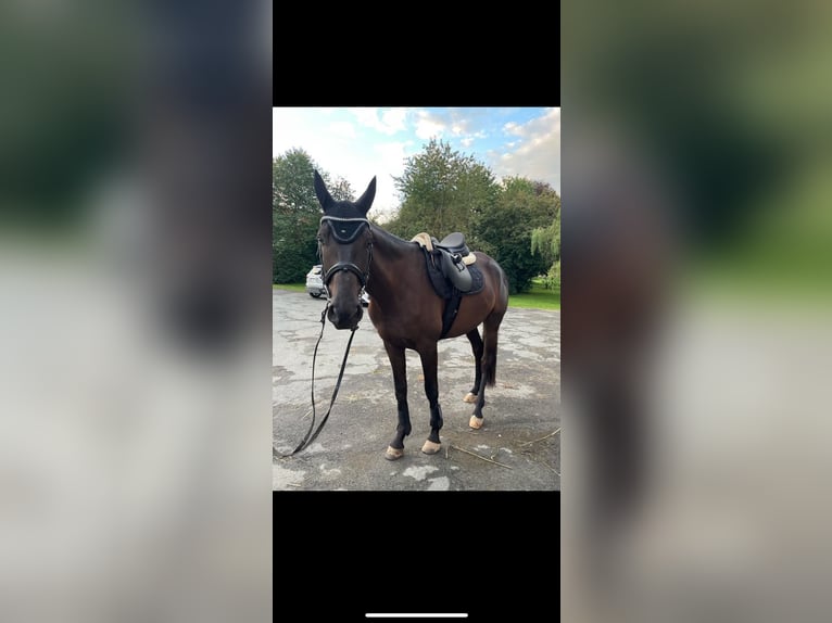 Trakehner Caballo castrado 5 años 168 cm Negro in Weimar