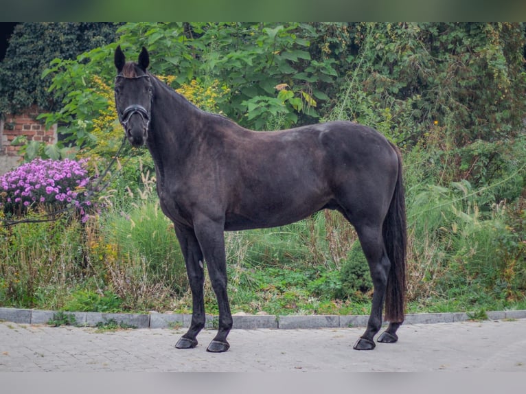 Trakehner Caballo castrado 5 años 168 cm Negro in Olsztyn