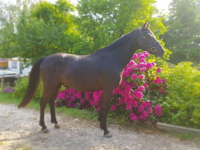 Trakehner Caballo castrado 5 años 168 cm Negro in Młynary