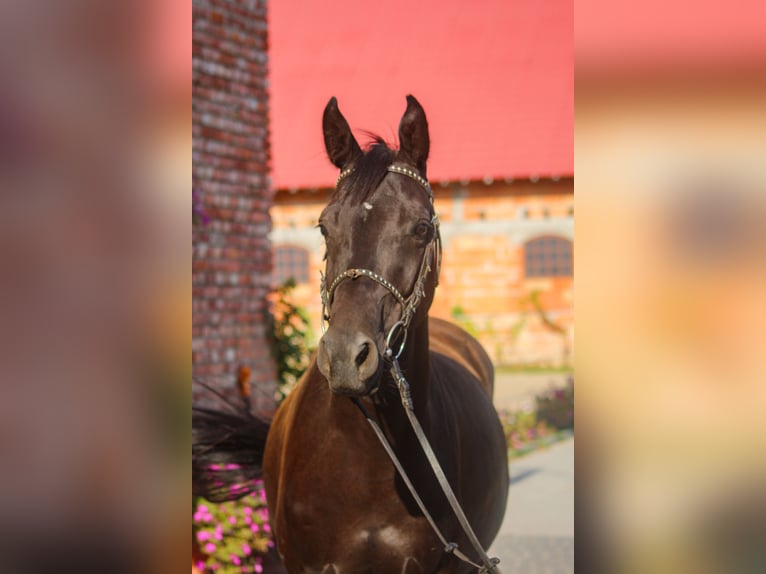 Trakehner Caballo castrado 5 años 168 cm Negro in Młynary