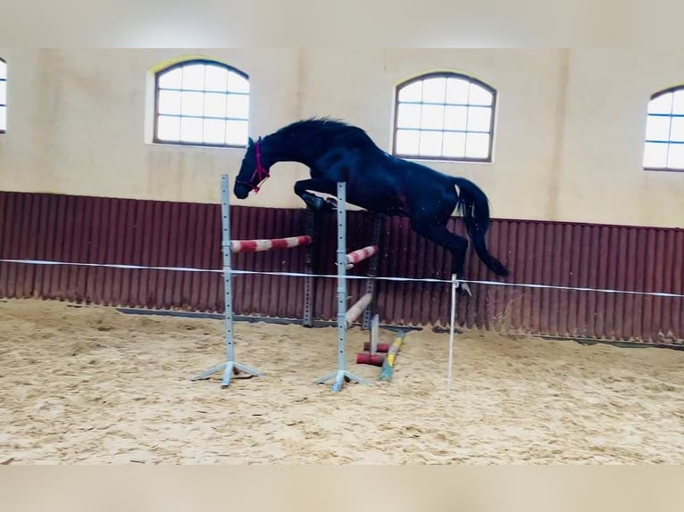 Trakehner Caballo castrado 5 años 168 cm Negro in Młynary