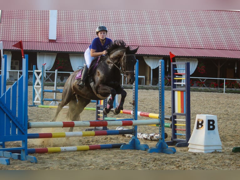 Trakehner Caballo castrado 5 años 168 cm Negro in Młynary