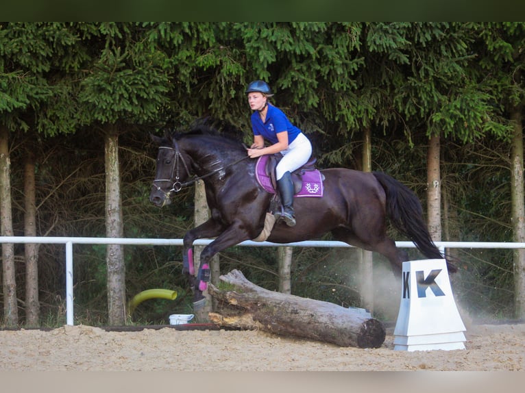 Trakehner Caballo castrado 5 años 168 cm Negro in Młynary