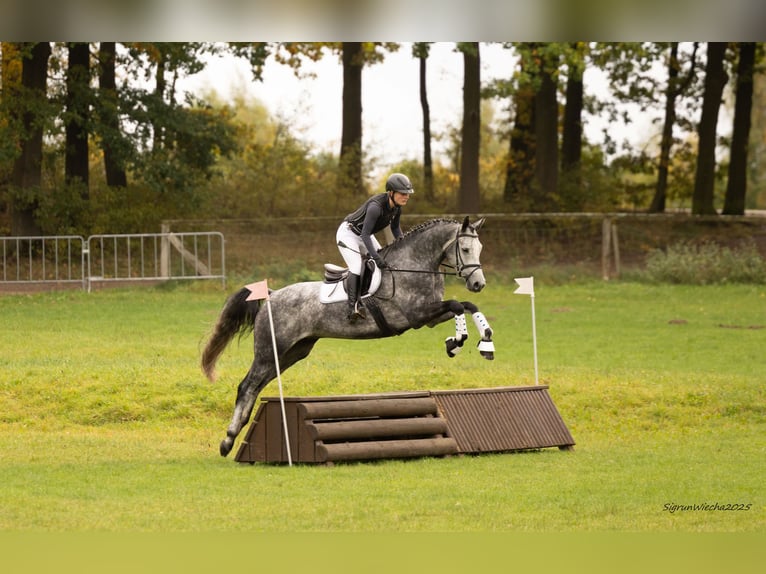 Trakehner Caballo castrado 5 años 168 cm Tordo in Heidekrug