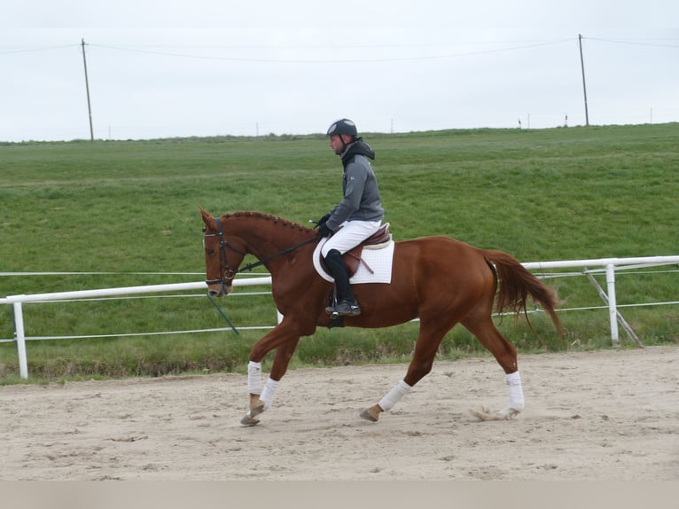 Trakehner Caballo castrado 5 años 169 cm Alazán in Ganschow