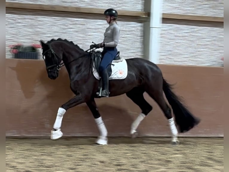 Trakehner Caballo castrado 5 años 169 cm Negro in Wehringen