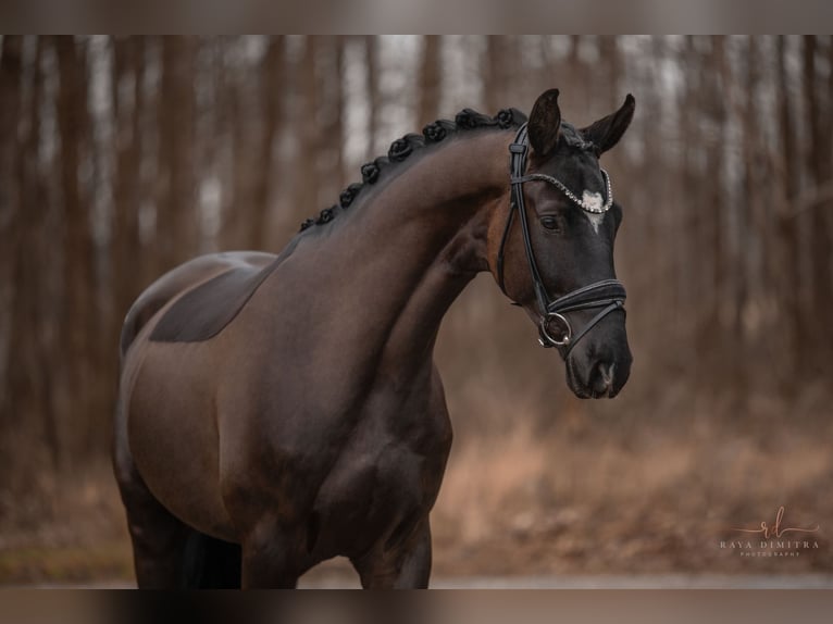 Trakehner Caballo castrado 5 años 169 cm Negro in Wehringen