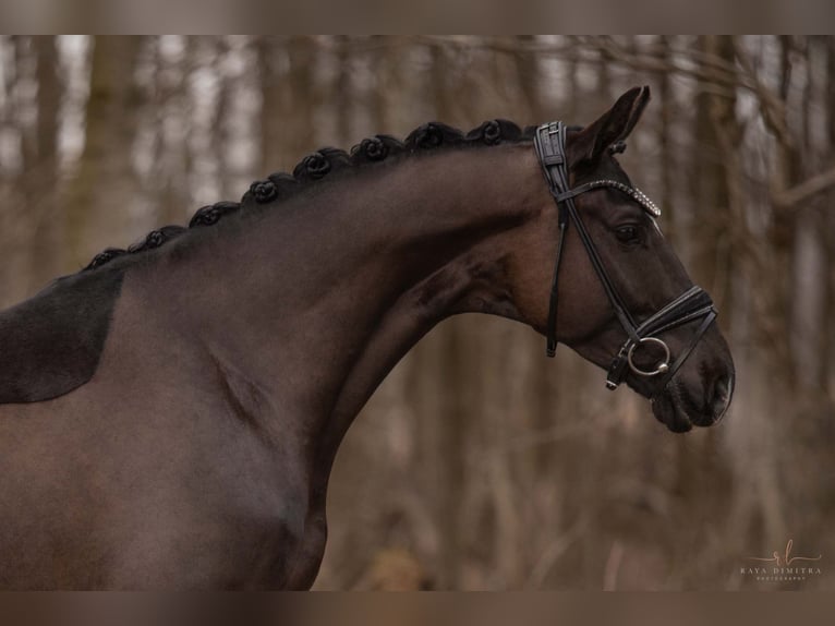 Trakehner Caballo castrado 5 años 169 cm Negro in Wehringen