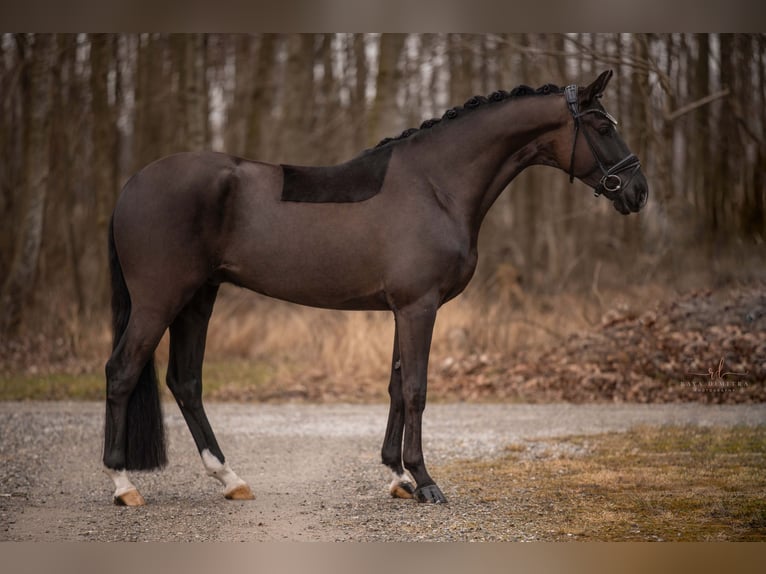 Trakehner Caballo castrado 5 años 169 cm Negro in Wehringen