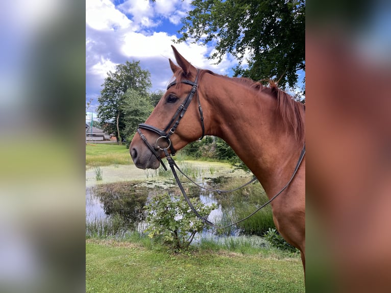 Trakehner Caballo castrado 5 años 170 cm Alazán in Uelzen