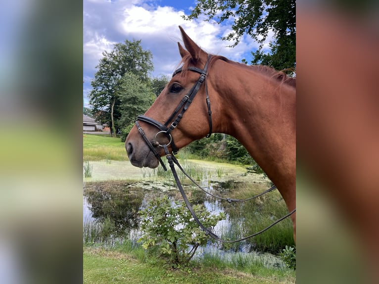 Trakehner Caballo castrado 5 años 170 cm Alazán in Uelzen