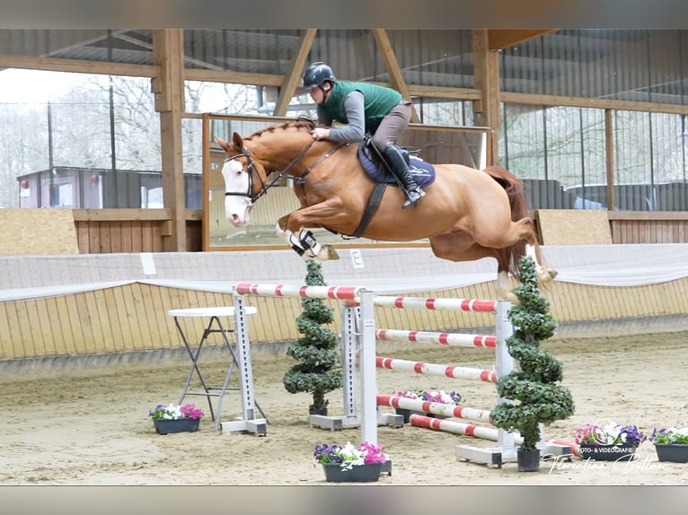 Trakehner Caballo castrado 5 años 170 cm Alazán in Dorsten