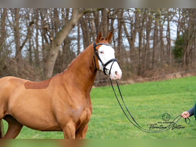 Trakehner Caballo castrado 5 años 170 cm Alazán in Dorsten