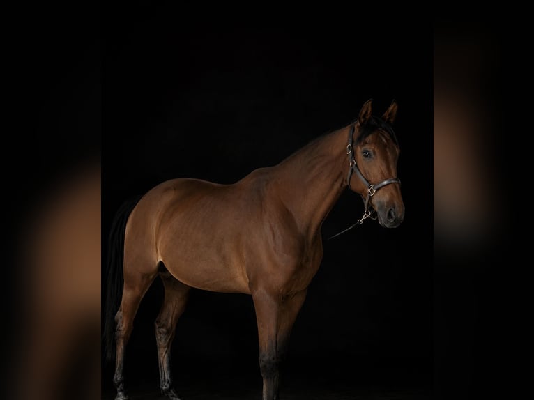 Trakehner Caballo castrado 5 años 170 cm Castaño in Hankensbüttel