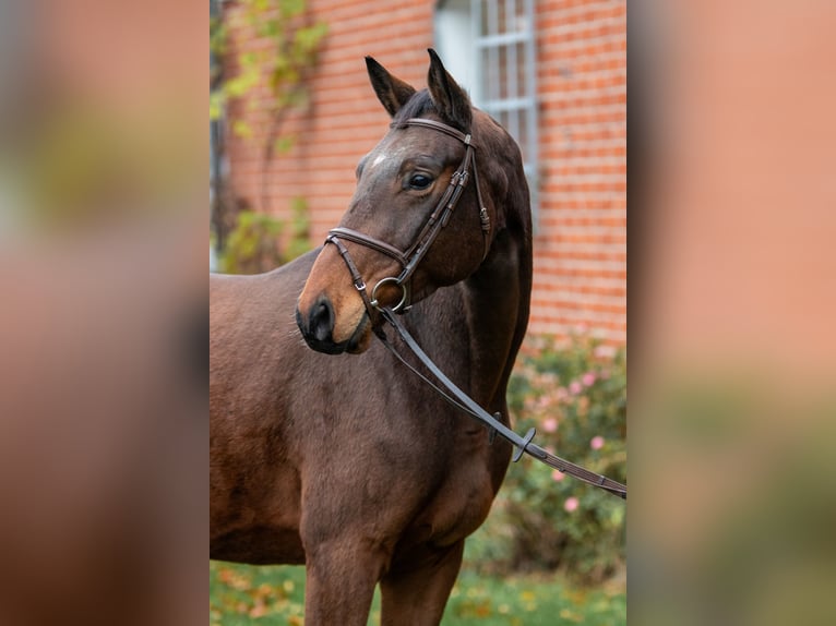 Trakehner Caballo castrado 5 años 170 cm Castaño in Lübeck