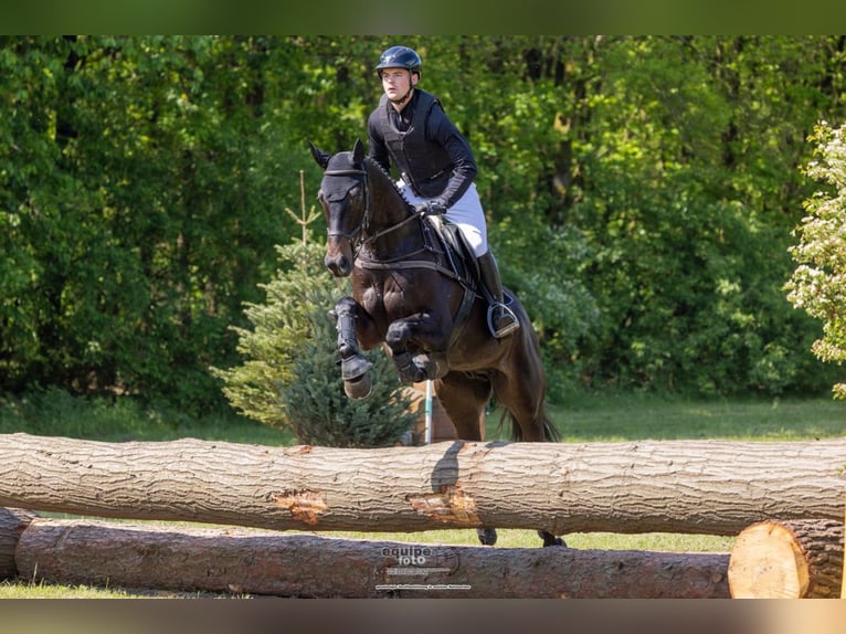 Trakehner Caballo castrado 5 años 170 cm Castaño oscuro in Neuenkirchen