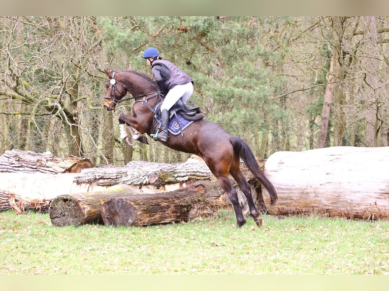 Trakehner Caballo castrado 5 años 170 cm Castaño oscuro in Neumünster