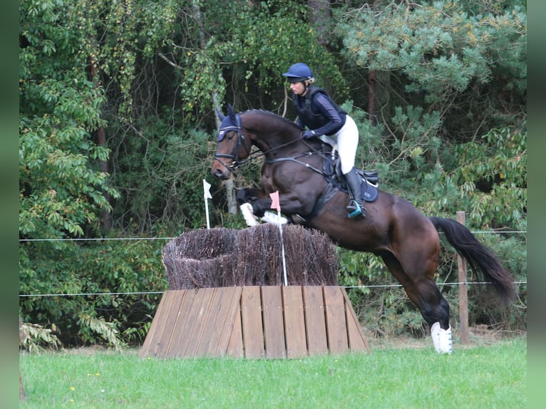 Trakehner Caballo castrado 5 años 170 cm Castaño oscuro in Neumünster