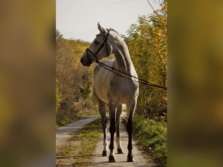 Trakehner Caballo castrado 5 años 170 cm Tordo in Gnadendorf