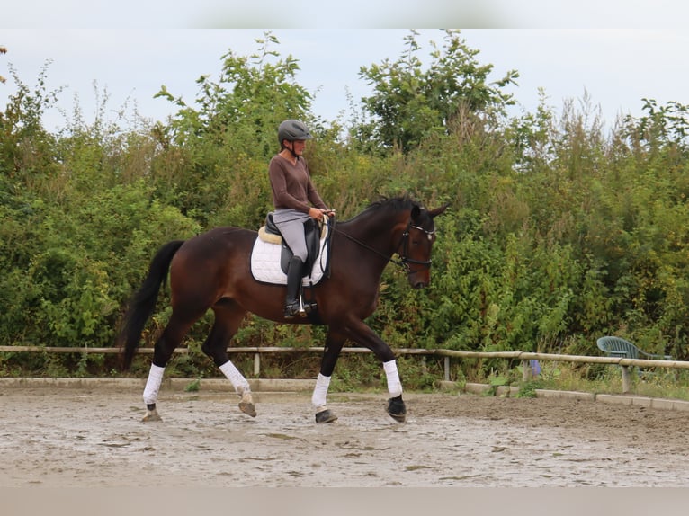 Trakehner Caballo castrado 5 años 171 cm Castaño oscuro in Ahrensbök