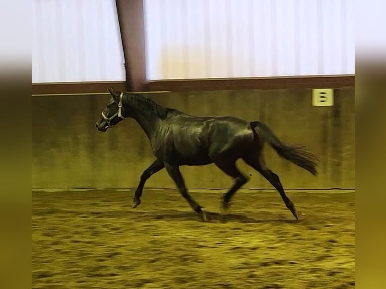 Trakehner Caballo castrado 5 años 171 cm Negro in Simbach am Inn