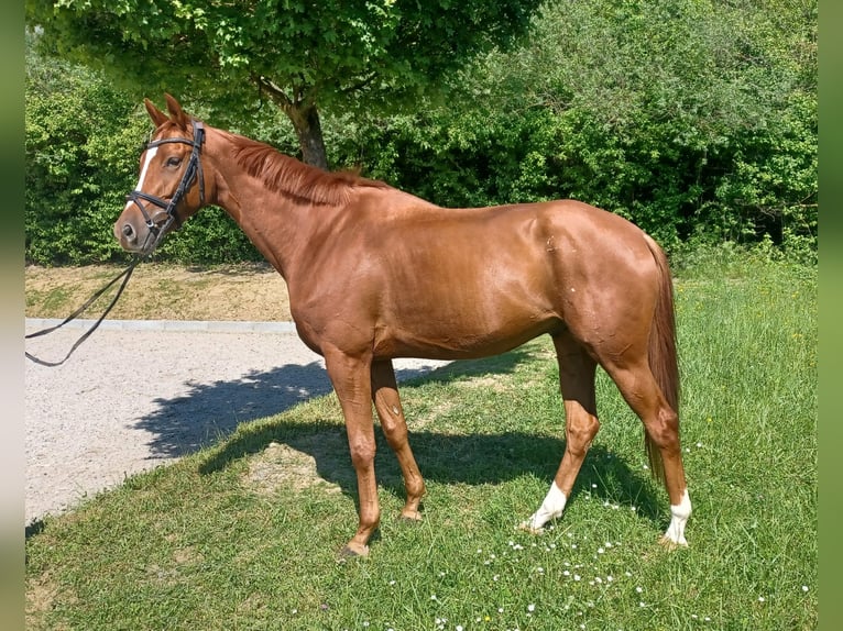 Trakehner Caballo castrado 5 años 172 cm Alazán in Gundelsheim