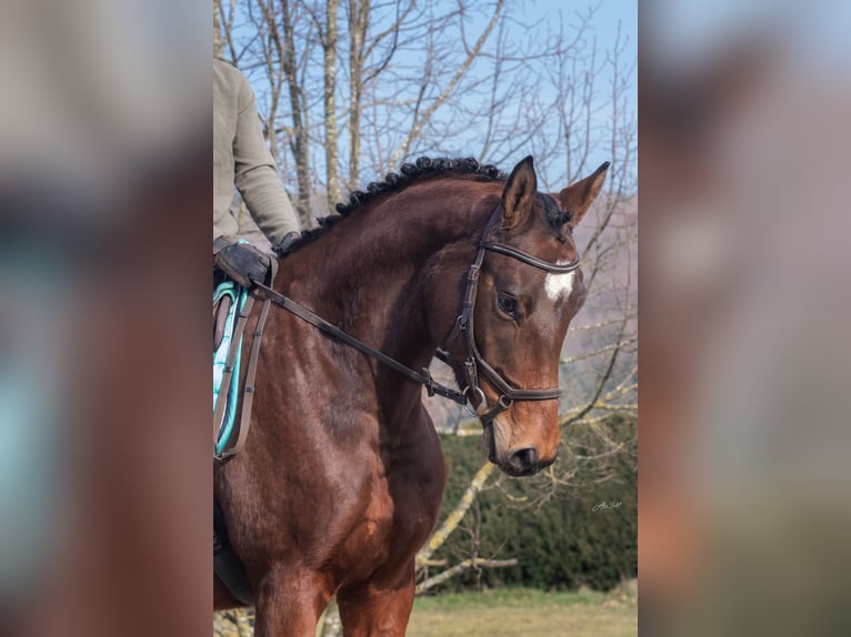 Trakehner Caballo castrado 5 años 173 cm Castaño in Gladenbach