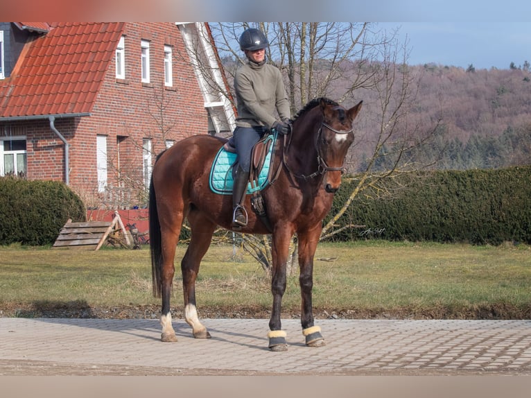 Trakehner Caballo castrado 5 años 173 cm Castaño in Gladenbach