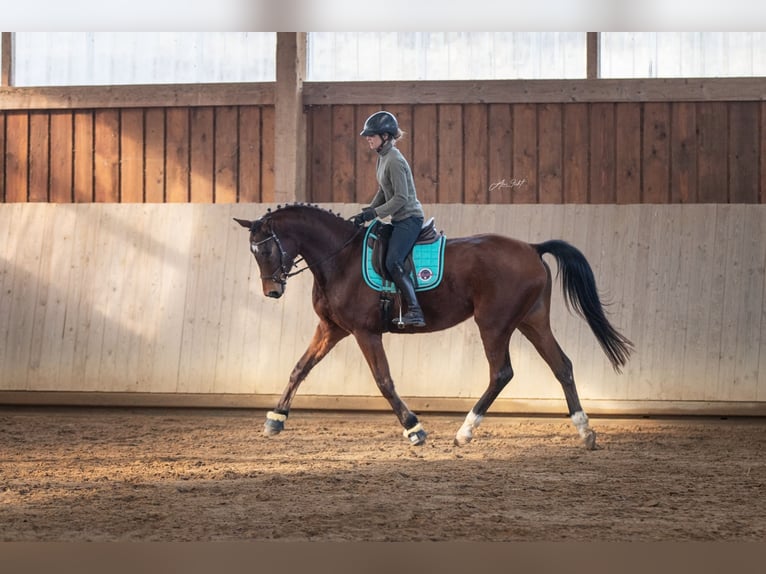 Trakehner Caballo castrado 5 años 173 cm Castaño in Gladenbach