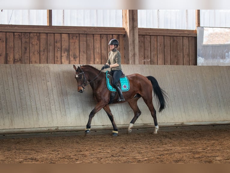 Trakehner Caballo castrado 5 años 173 cm Castaño in Gladenbach