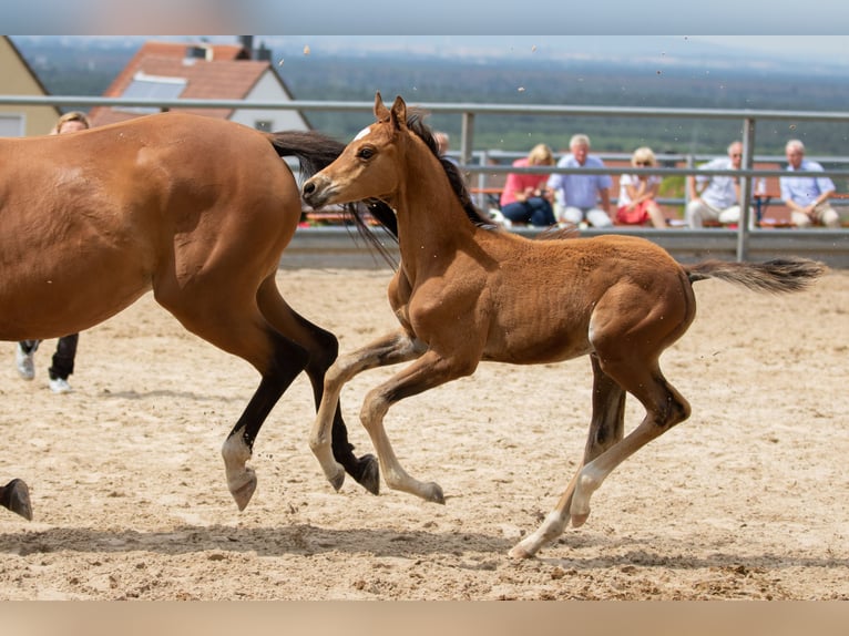 Trakehner Caballo castrado 5 años 173 cm Castaño in Gladenbach