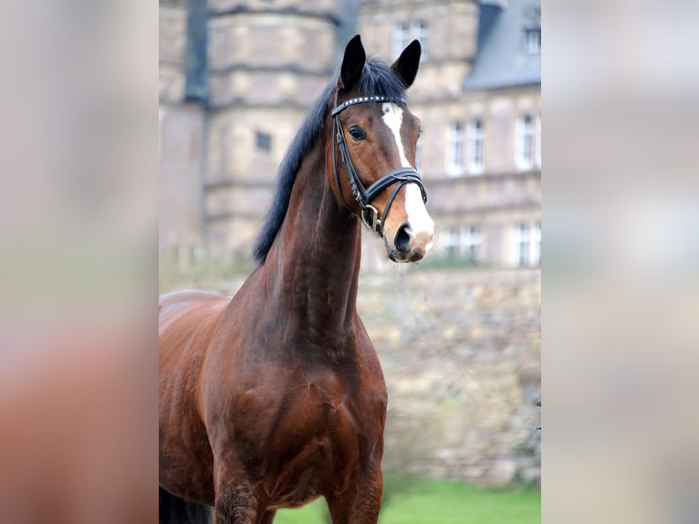 Trakehner Caballo castrado 5 años 173 cm Castaño oscuro in Emmerthal