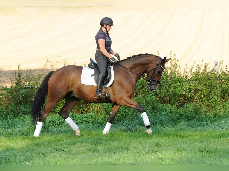 Trakehner Caballo castrado 5 años 173 cm Castaño oscuro in Emmerthal