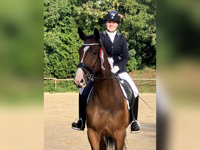 Trakehner Caballo castrado 5 años 173 cm Castaño oscuro in Emmerthal