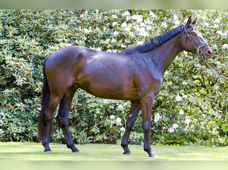 Trakehner Caballo castrado 5 años 174 cm Negro in Bomlitz