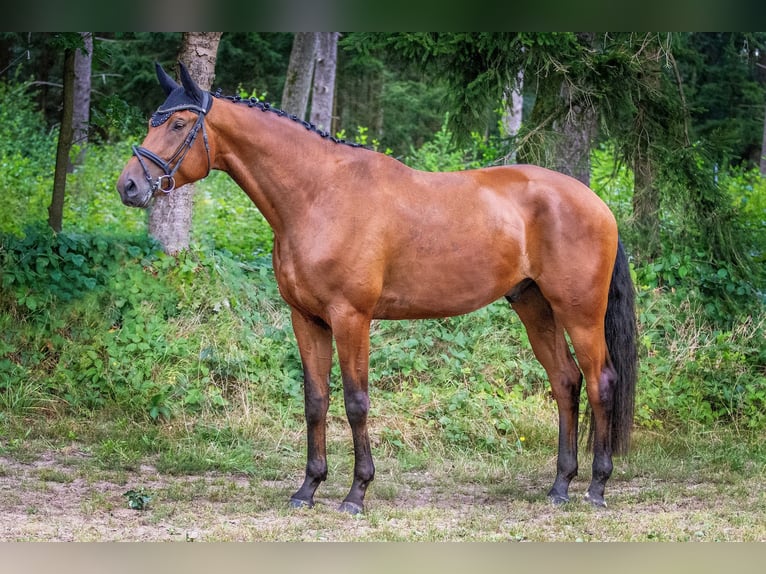 Trakehner Caballo castrado 5 años 175 cm Castaño in Padenstedt