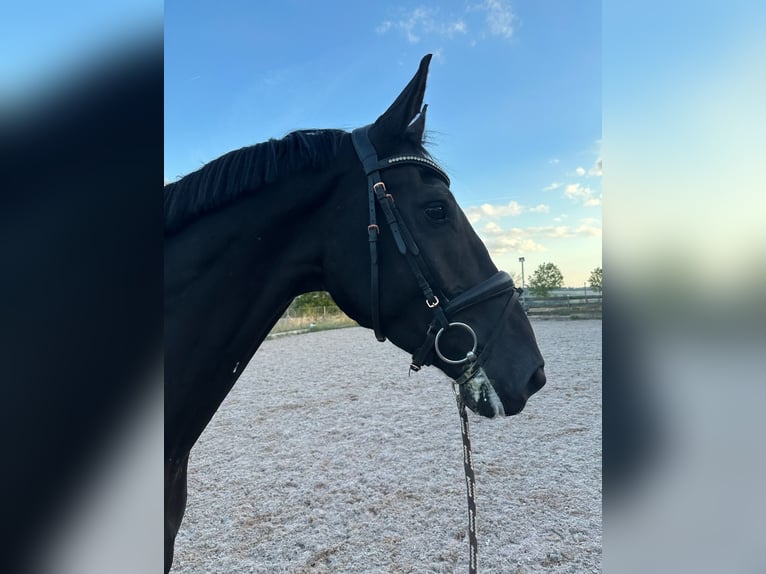 Trakehner Caballo castrado 5 años 175 cm Morcillo in Suhl