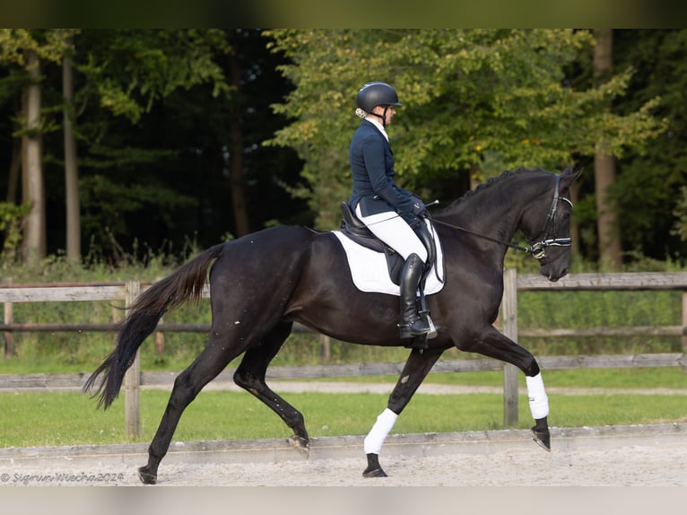 Trakehner Caballo castrado 5 años 175 cm Negro in Neumünster