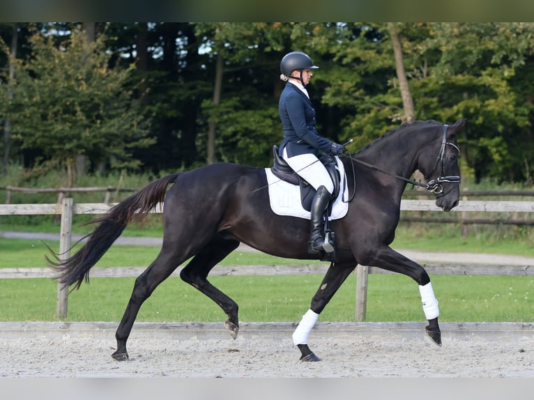 Trakehner Caballo castrado 5 años 175 cm Negro in Neumünster