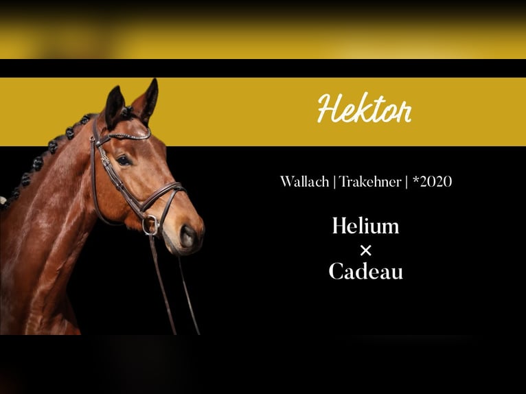 Trakehner Caballo castrado 5 años 176 cm Castaño in Roßdorf