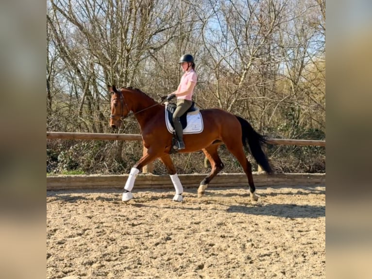 Trakehner Caballo castrado 5 años 176 cm Castaño in Roßdorf