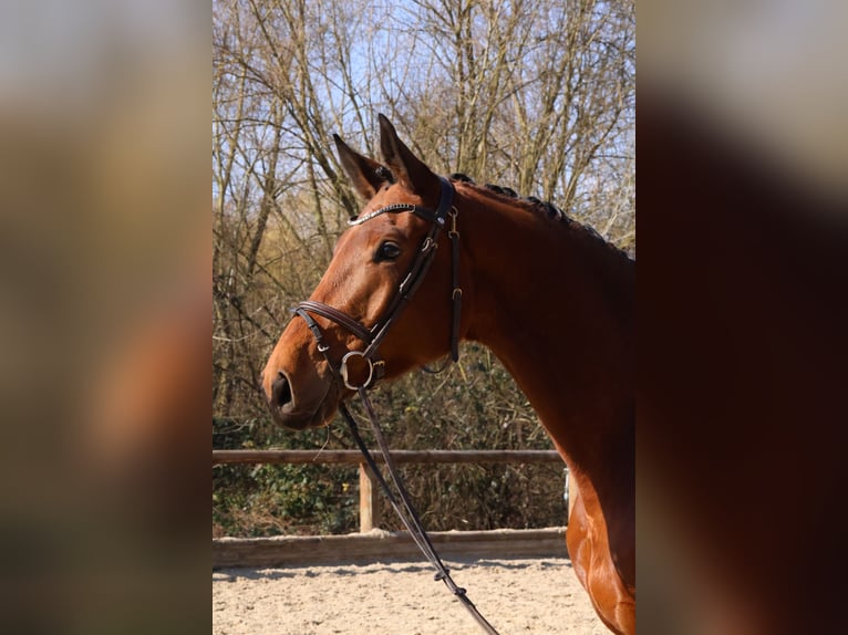 Trakehner Caballo castrado 5 años 176 cm Castaño in Roßdorf