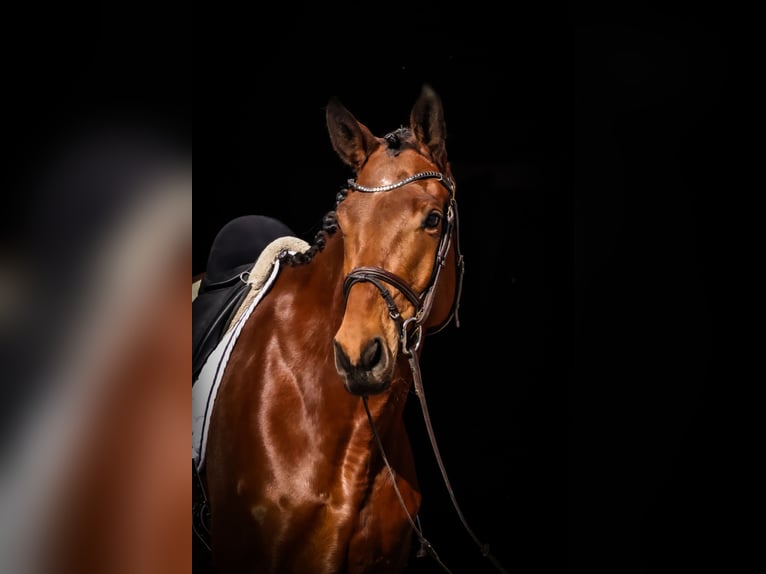 Trakehner Caballo castrado 5 años 176 cm Castaño in Roßdorf