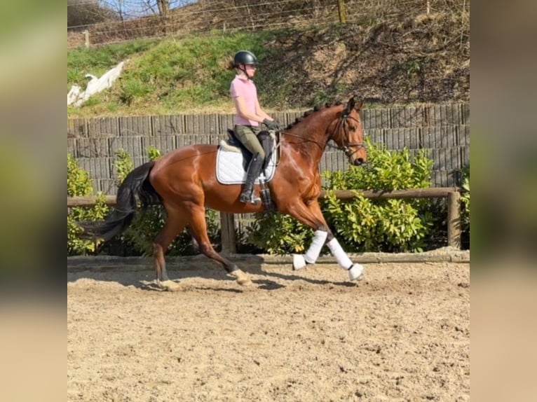 Trakehner Caballo castrado 5 años 176 cm Castaño in Roßdorf
